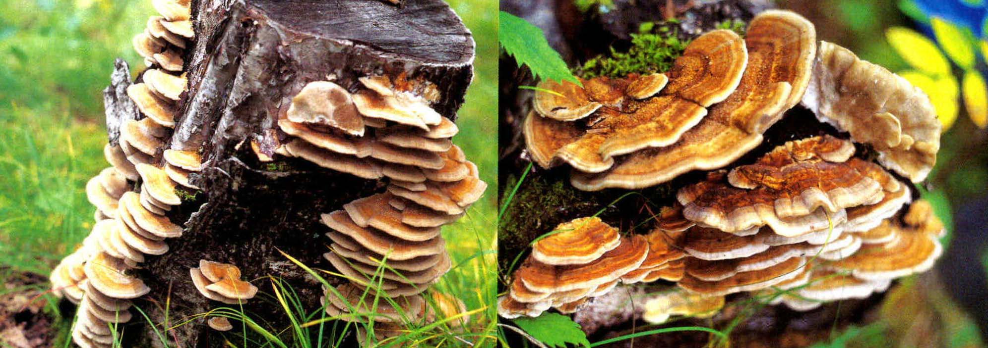 Polyporus spp.